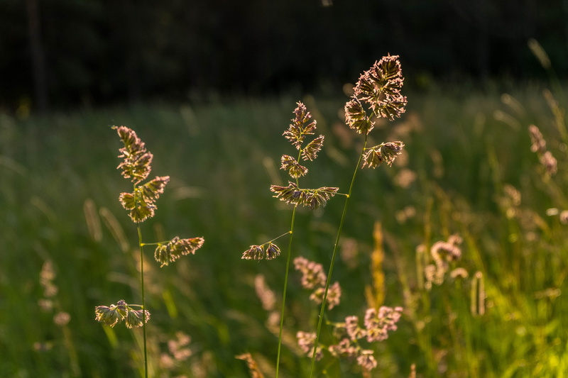 land, summer, otlichnyiy, closeup, plant, close-up, Grass, flower, 4K, nature, beauty in nature, flower head, freshness, field, mood, Stroll, focus on foreground