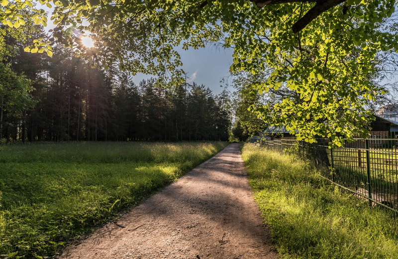 no people, Sun, Grass, growth, field, land, Beautiful, tranquility, green color, footpath, bloom, sky, diminishing perspective, Stroll, tree, beauty in nature