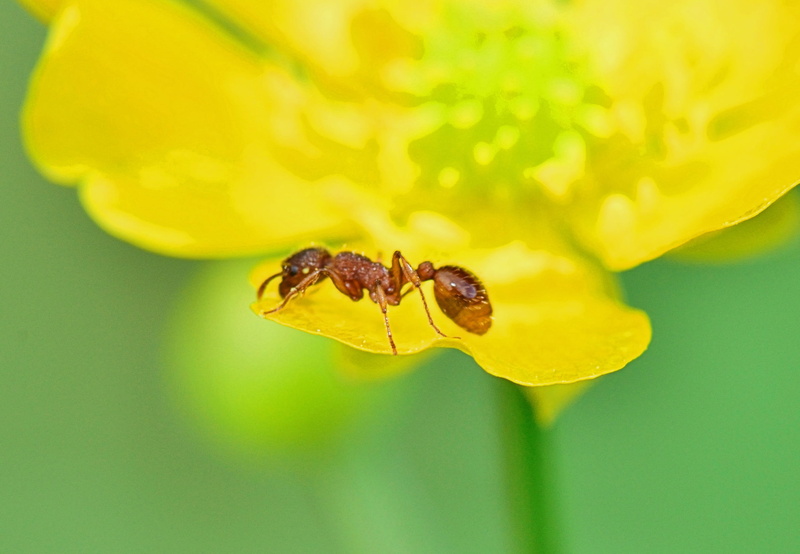 fluid, outdoors, raining, selective focus, orange, yellow flower, moisture, afternoon, bubbles, tiny, transparent water, stick insect, 2K, flower, pure water