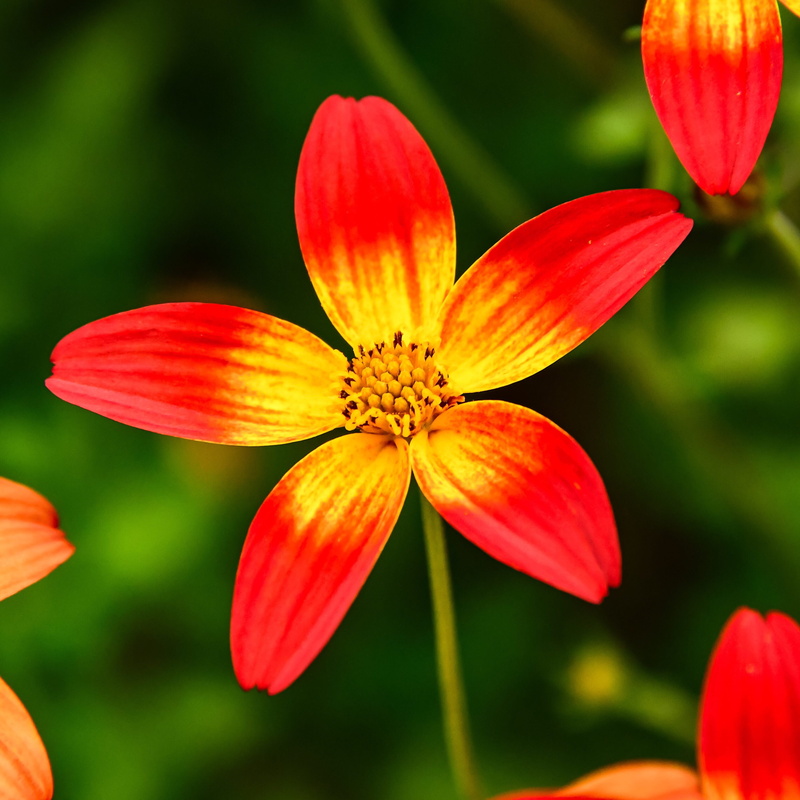 no people, plant, vulnerability, beauty in nature, fragility, inflorescence, petal, outdoors, ant, growth, flowering plant, day, flower, yellow, close-up