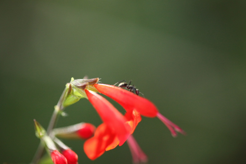 blossom, red, animal themes, no people, spring, animal wildlife, green, animal, wildlife, forest, garden, fresh, nature, south africa, flower, flora, animals in the wild