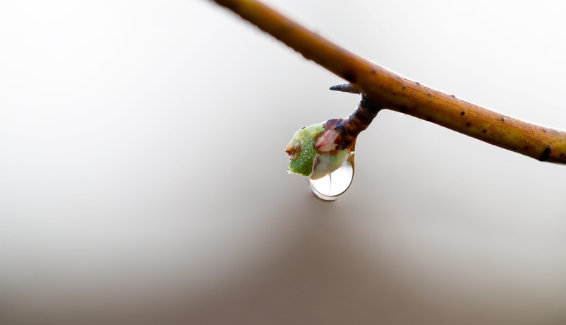 spring, summer, fragility, focus on foreground, studio shot, vulnerability, drip, indoors, dewdrop, rose, blossom, bloom, freshness, bud, summer flower