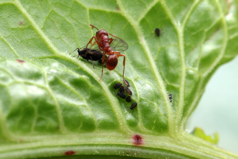 growth, insect, invertebrate, garden, 2K, animal wildlife, animal themes, animals in the wild, outdoors, no people, small, selective focus, focus on foreground