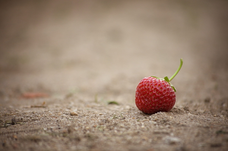 sweet, strawberry, wellbeing, eat, no people, berry fruit, red, ripe, freshness, delicious, selective focus, surface level, fruits, garden, outdoors, wood - material
