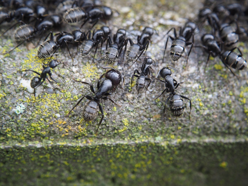 close-up, black color, 4K, plant, ant, animal, outdoors, land, insect, colony, eat, nature, group of animals, invertebrate, field, red ant, ants, no people