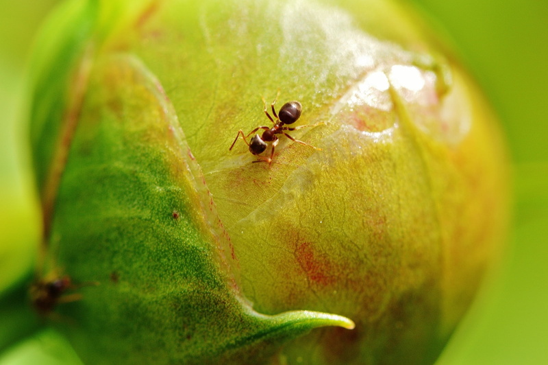 animal, food, one animal, crawling, bloom, insect, food and drink, spring, no people, peony, plant, flower, small, leaf, close, blossom, macro, animals in the wild