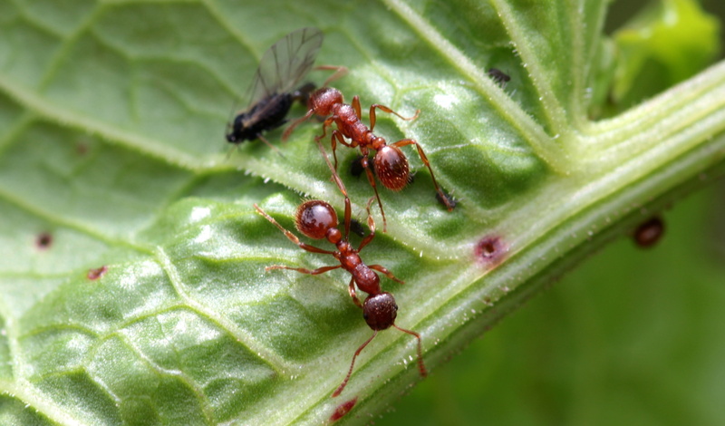 food and drink, worker inside, group of animals, growth, crawl, myrmica, animal, day, animal themes, food, garden, insect, plant, dead fly, Garden Ant