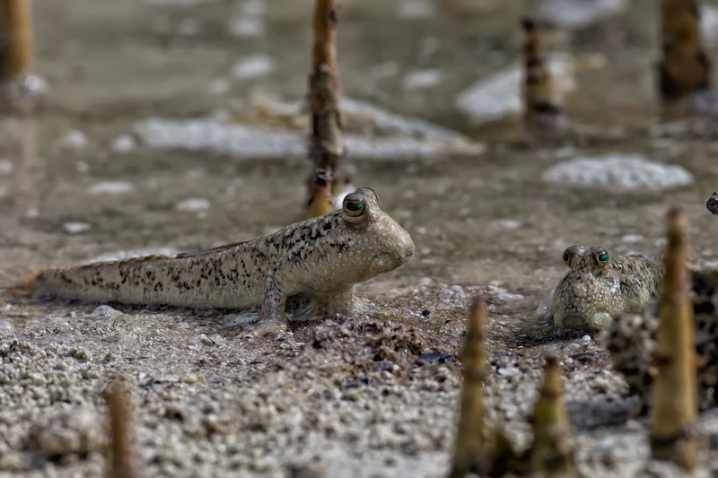day, crawling, animal themes, field, group of animals, rodent, animal, indonesia, vertebrate, outdoors, 2K, sand, selective focus, nature, widi islands