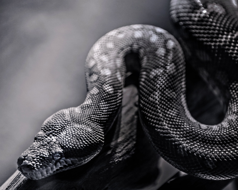 crawling, indoors, human leg, animals in captivity, reptile, limb, spotted, 2K, backgrounds, wildlife, snakeskin, animal, body part, danger, black Color