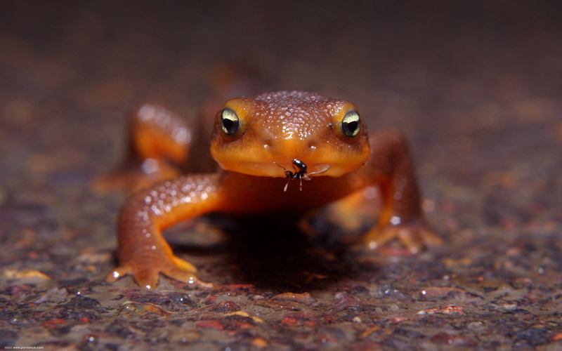 close-up, nature, sea, underwater, amphibian, animal wildlife, frog, sea life, water, macro, portrait, spotted, 2K, animals in the wild, looking at camera