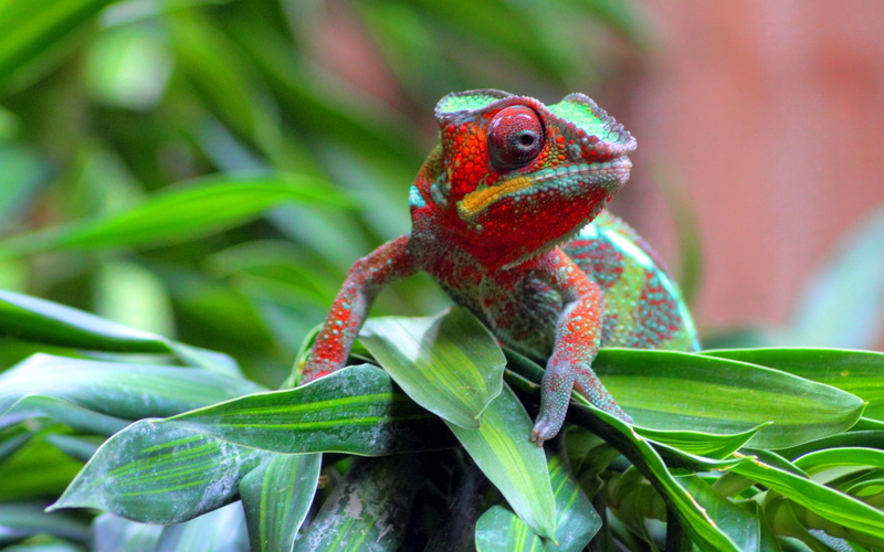 lizard, wildlife, spotted, animals In The Wild, amphibian, one Animal, animal, tropical Rainforest, vertebrate, red, close-up, small, frog, outdoors, multi Colored