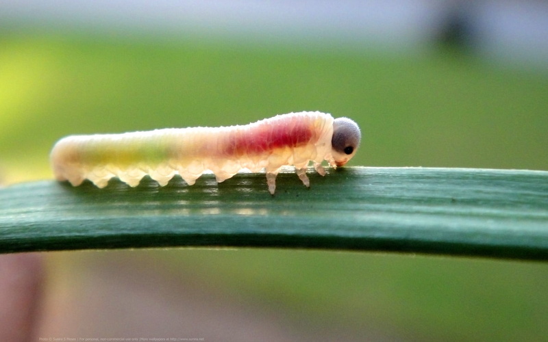 animal, focus on foreground, caterpillar, red, green, invertebrate, 1080P, crawling, insect, nature, one animal, animal themes, animal wildlife, plant part