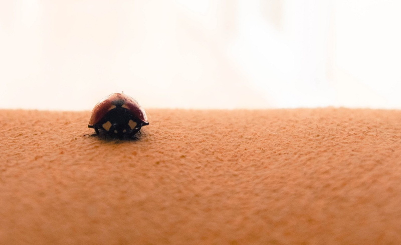 no people, reptile, copy space, shell, animal, 720P, selective focus, insect, ladybugs, animal themes, crawling, animal wildlife, one animal, animals