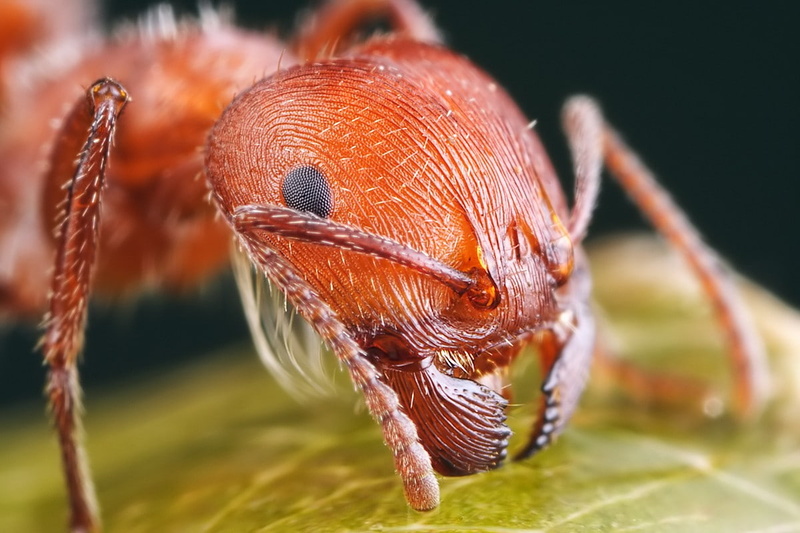 animals, day, macro, animal wildlife, plant, animal themes, orange color, animal body part, animal eye, nature, insect, animals in the wild, no people
