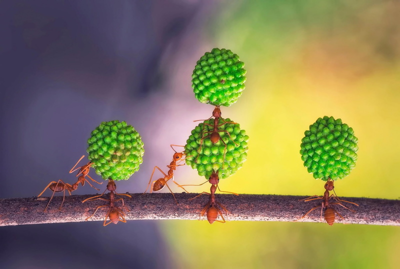 1080P, day, plant stem, insect, ants, succulent plant, invertebrate, freshness, plant part, focus on foreground, beginnings, close-up, growth, plant, leaf