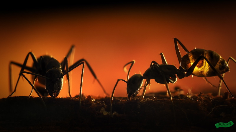 hymenoptera, ants, 2K, insect