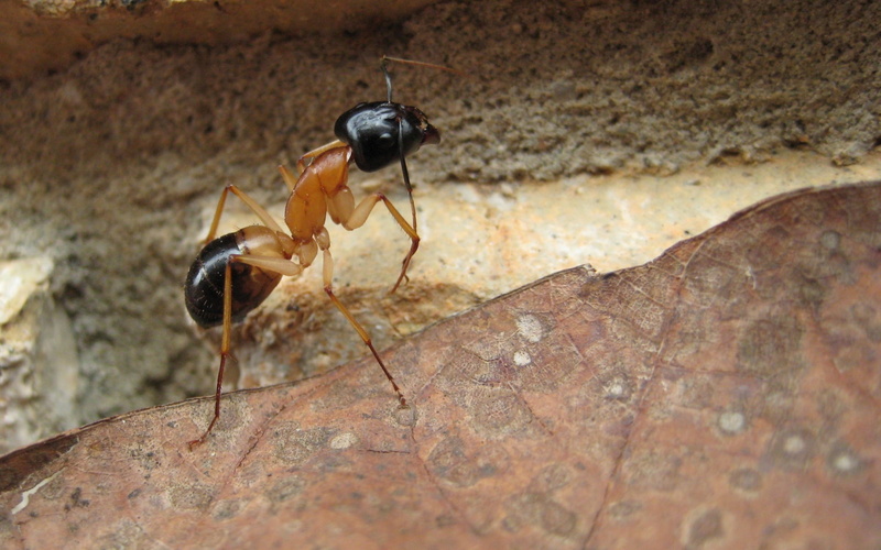 leaf, animal, ants, insect, 1080P, macro, no people, animal body part, outdoors, one animal, animal themes, day, ant, selective focus, Camponotus, invertebrate