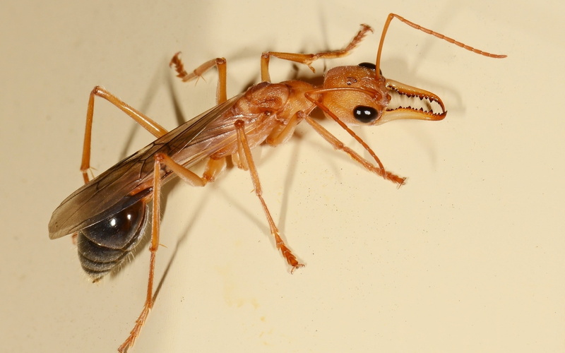hymenoptera, ants, macro, animals, 2K, insect, myrmecia