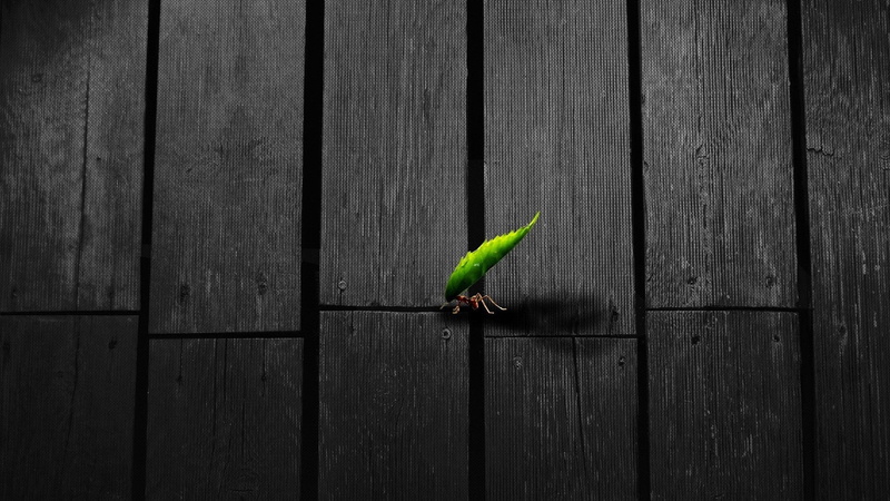 1080P, leaves, ants, insect, animals, artwork, texture