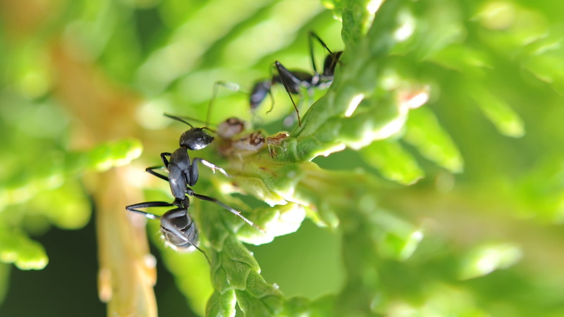 nature, ants, 1080P, macro