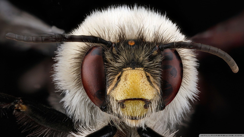 mammal, scarf, 1080P, black, close-up, hair, animal mouth, portrait, studio shot, brown, animal eye, macro, animal wildlife, animals, black background