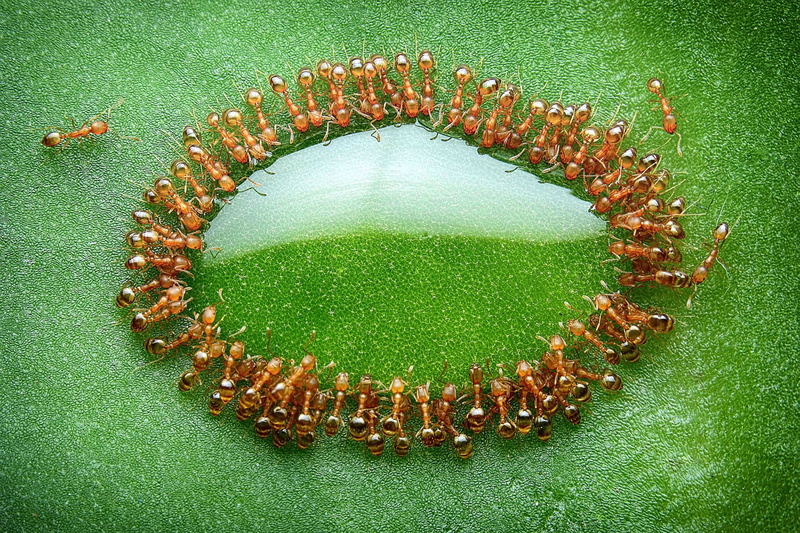 nature, drink, reflection, closeup, 1080P, insect, Malaysia, macro, honey, ants, National Geographic, leaves