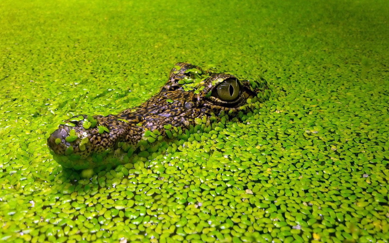 eyes, nature, green, animals, 1080P, reptiles