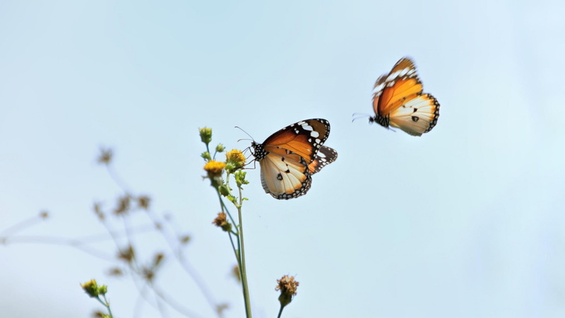 flower, 1080P, butterfly - insect, flowering plant, insect, vulnerability, fragility, nature, animal, yellow flowers, animals in the wild, focus on foreground