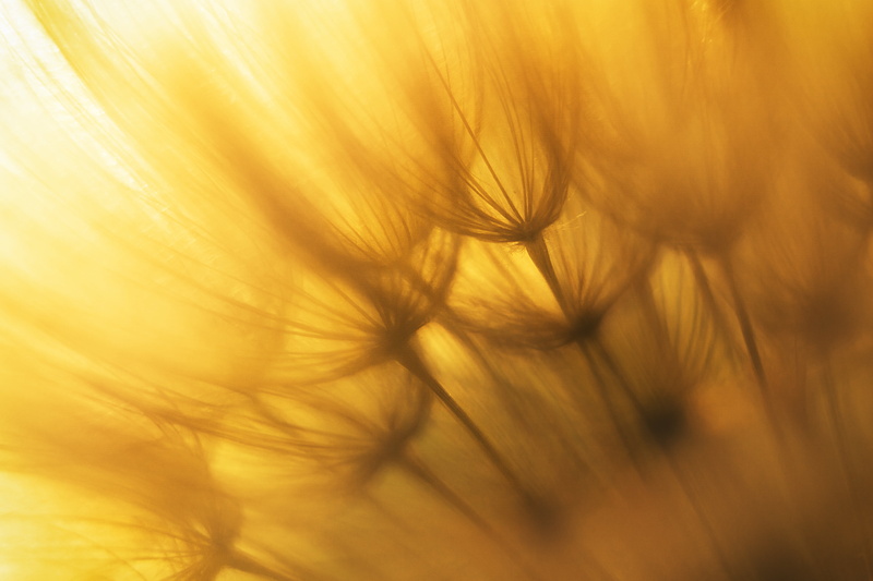 yellow, Sun  Light, Sony  ILCE-6000, nature, 4K, photography, close-up photography, close, backgrounds, abstract, Juni, Quedlinburg, Sonne, dandelion