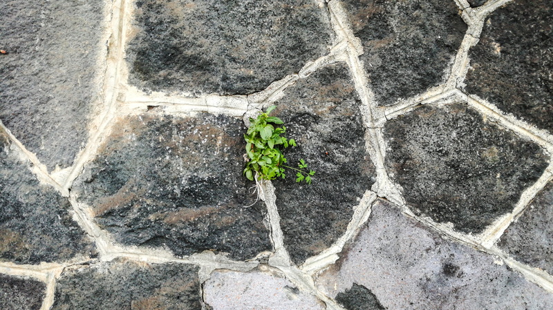 sea, mountains, stones, growth, leaves, spontaneous, pattern, 4K, wall - building feature, no people, beauty in nature, joints, volcanic rock, lava stone