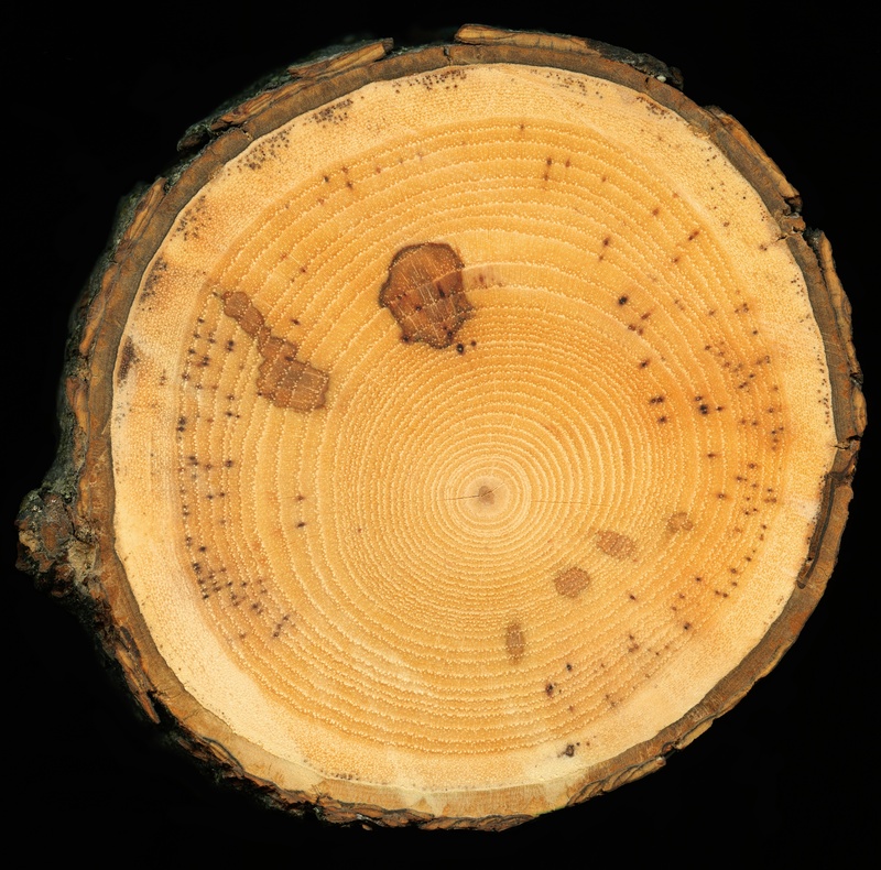 brown, black background, log, close-up, slice of wood, textured, tree, texture, plant, tree stump, timber, slice, nature, natural, 2K, forest, environment