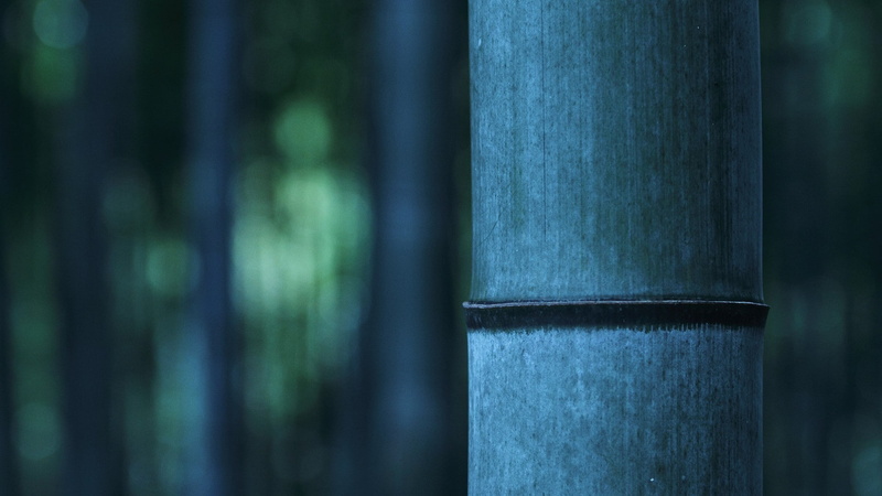 alloy, wood - material, pattern, blue, architectural column, metal, no people, tree, growth, day, 1080P, bamboo - plant, steel, nature, tree trunk, plant
