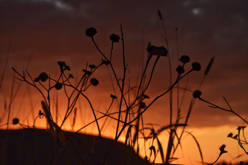 close-up, plant, nature, sky, agriculture, flower, focus on foreground, 5K, orange color, rj-130, dusk, tranquility, no people, dramatic sky, brazil, field