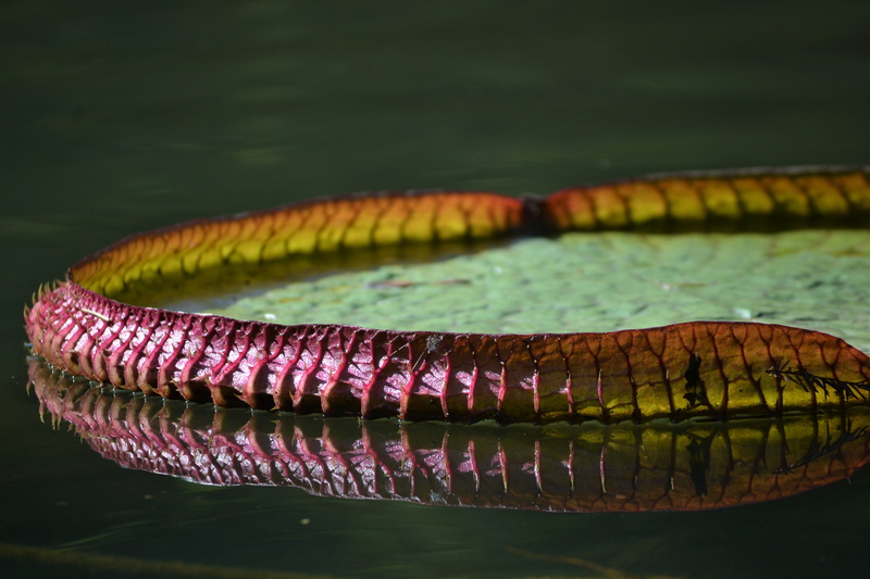 garden, reflection, natural pattern, vertebrate, jardim botânico rj, animal wildlife, lake, green color, no people, water, green, snake, animal, reptile