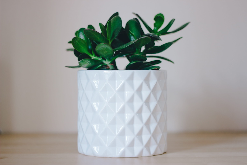 colmers farm school (stop rj), houseplant, plant part, nature, rednal, united kingdom, plant, potted plant, vase, growth, table, wall - building feature