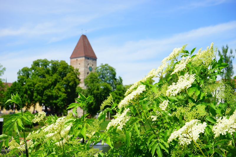 beauty in nature, cloud - sky, place of worship, plant, religion, holder, sambucus, nature, sky, 5K, tree, built structure, building, architecture, holler