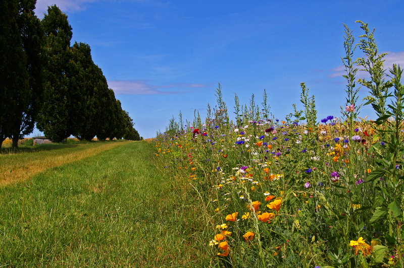 forest, promenade, day, idyll, walk, away, tranquil scene, meadow, relax, freshness, landscape, fyn island, flowers, colorful, hike, no people, Denmark