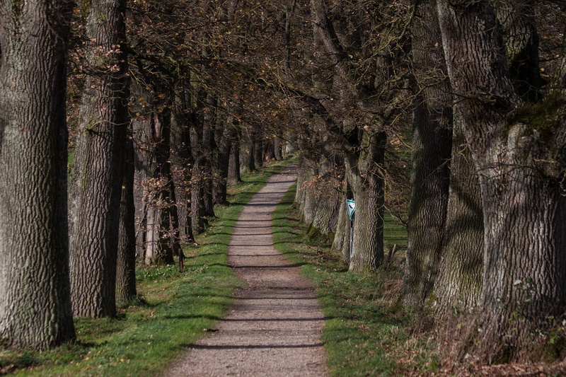 on both sides, the way forward, sidewalk, by trees limited, oak, away, forest, outdoors, side light, land, plant, avenue, beauty in nature, trunk, diminishing perspective