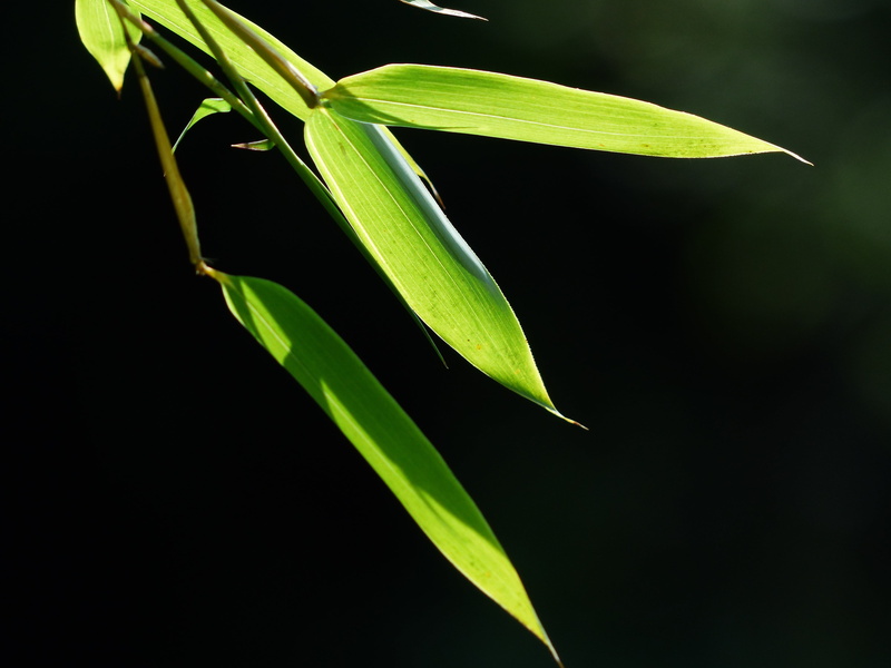 night, castilloni bambusoides, phyllostachys, beauty in nature, food, aureosulcata spectabilis, bambusoideae, animal, photo, no people, outdoors, freshness