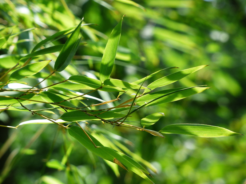 focus, land, bamboo greenhouse, beauty in nature, growth, bambusoideae, tree, plant, lush foliage, castilloni bambusoides, phyllostachys, no people, green