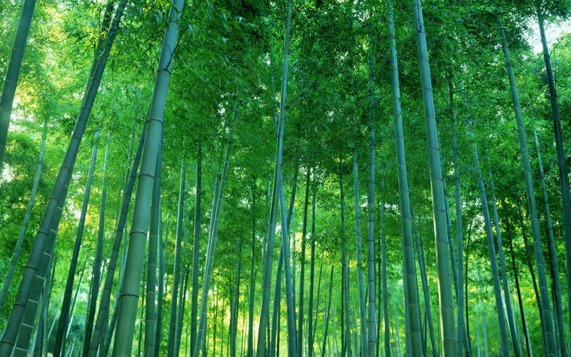 nature, art, x, 2K, forest, thing, forests, boss, bamboo, bamboosure, hd