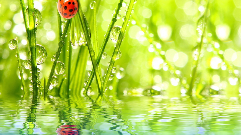 growth, art, bamboo, water, life, stem, plant, close-up, floral, decoration, summer, freshness, design, reflection, grass, lush foliage, drop, beauty, wet