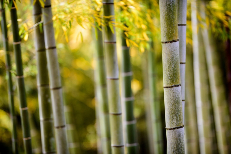 goddess, 2048x1367 px, hd, bamboo, x, px, ah, anime, 1080P, art
