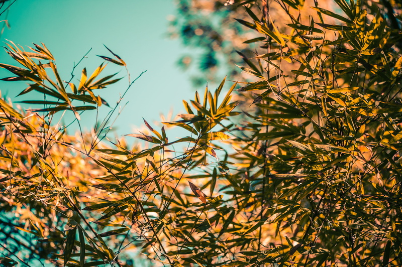 puerto rico, close-up, pr, outdoors, no people, art, plant part, grass, bush, tranquility, mayaguez, sunlight, selective focus, plant, branch, flower, vegetation