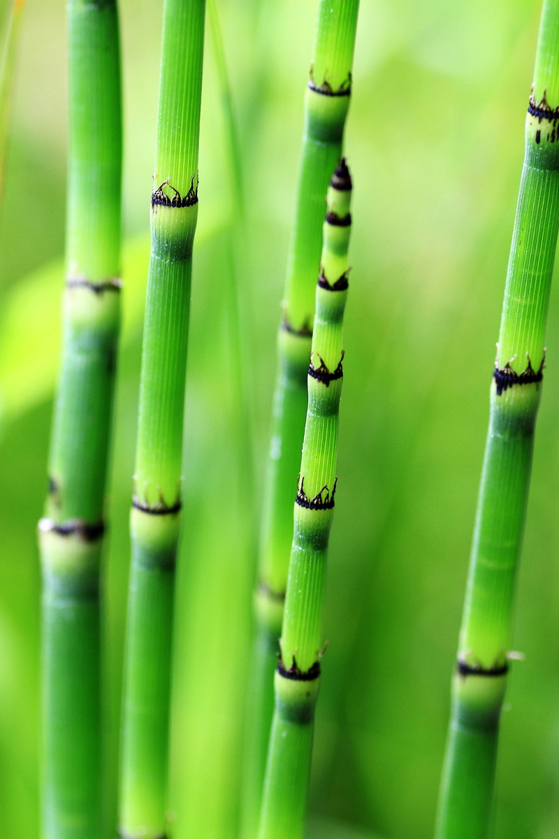 day, stems, tranquility, no people, beauty in nature, bamboo, full frame, plant, bamboo - plant, green color, land, close-up, growth, selective, bamboo trees