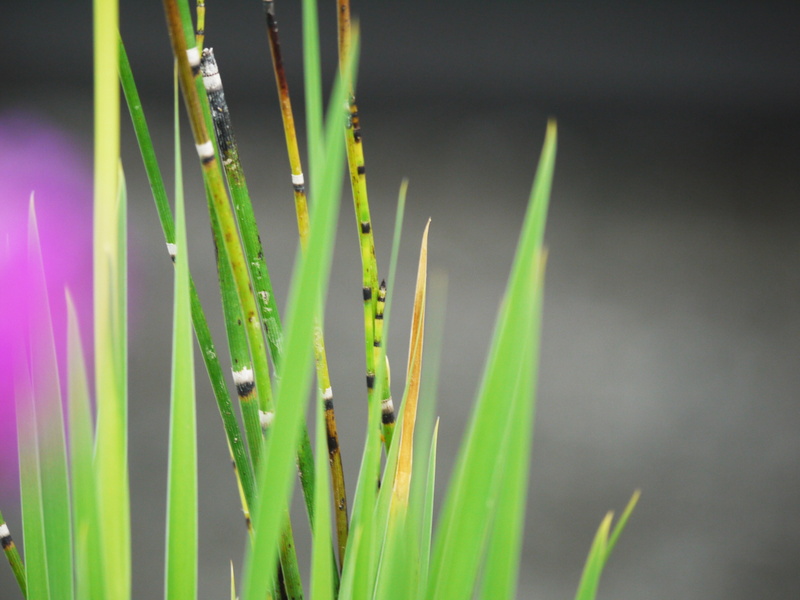 fragility, selective focus, nature, outdoors, narrow, stalk, blade of grass, knot, low, beauty in nature, grasses, growth, green, small, grey, freshness