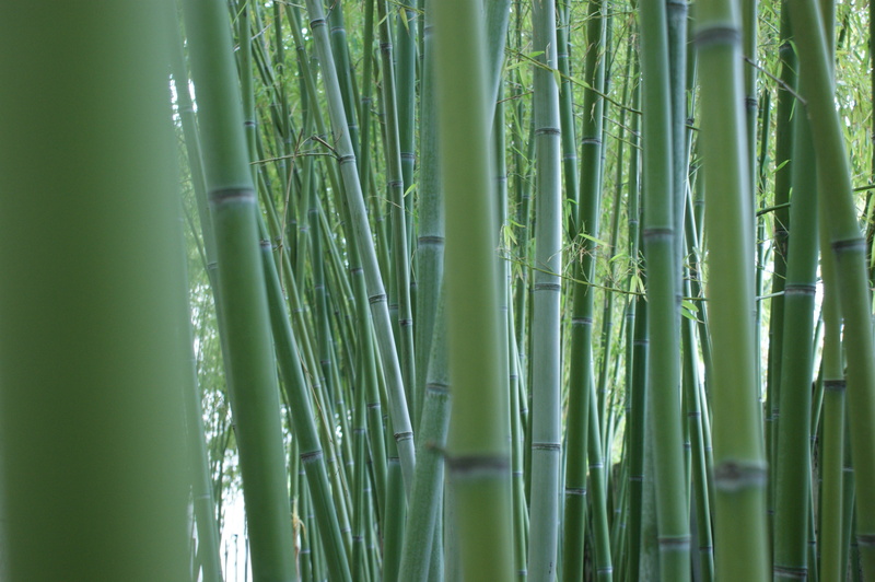 field, stalks, 4K, bamboo grove, land, tranquility, day, nature, chinese, beauty in nature, close-up, close, bamboo, growth, plant, backgrounds, outdoors