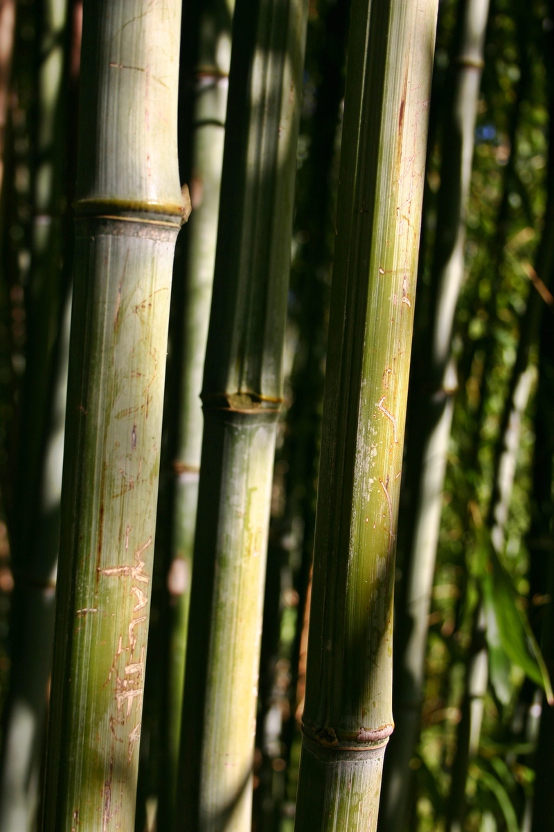no people, bamboo, grass, beauty in nature, sunlight, growth, texture, structure, bamboo wood, bamboo cane, bamboo rods, grasses, close, outdoors, rods