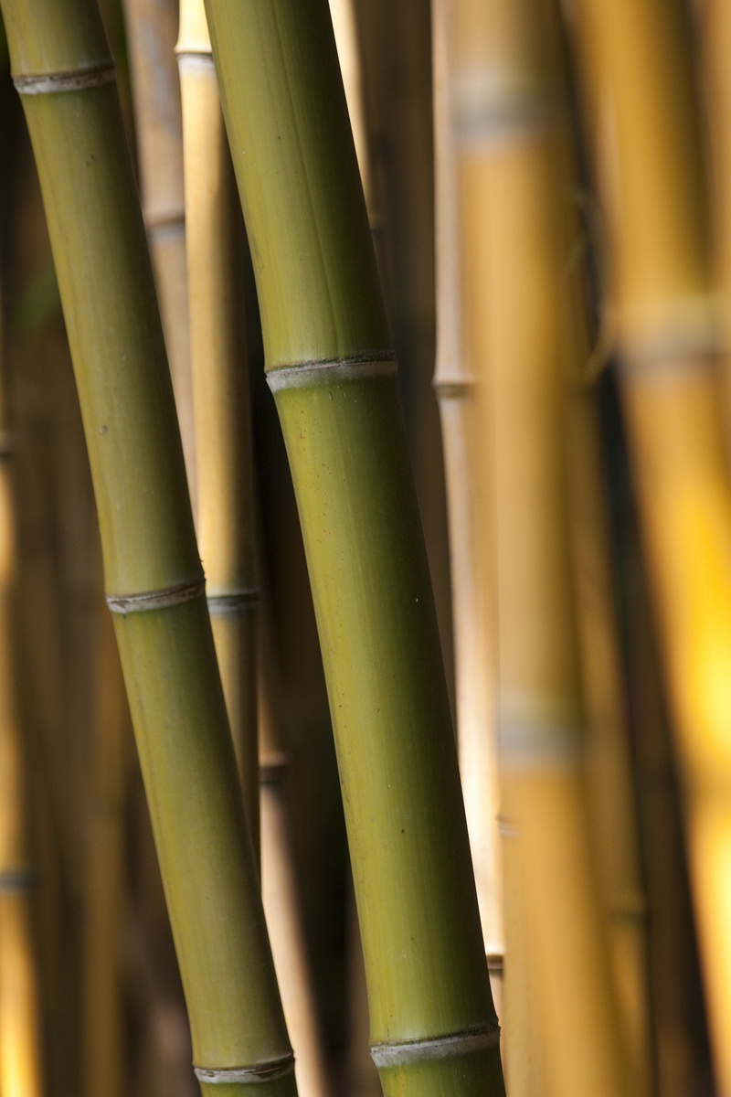 brown, bamboo - material, selective focus, no people, bamboo - plant, growth, green, orange, nature, meterlang, plant, grass, bamboos, 4K, sunlight, focus on foreground