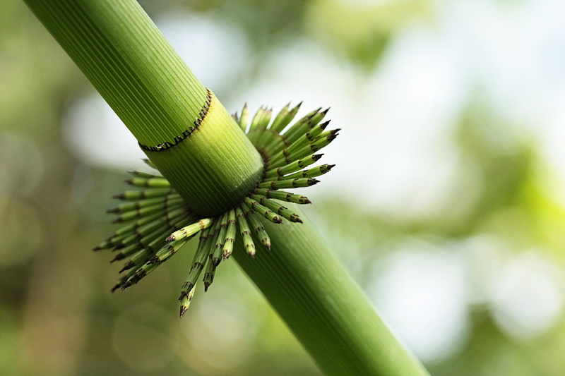 fresh, engine, close up, tree, 4K, flora, bamboo, beauty in nature, day, plant, food, asia, environment, food and drink, focus on foreground, outdoors